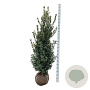 Ilex meserv. 'Heckenpracht' 175-200 cm met kluit extra