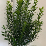 Ilex meserv. 'Heckenpracht' 80-100 cm met kluit