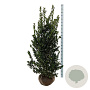 Ilex meserv. Heckenblau 150-175 cm met kluit extra