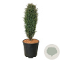 Juniperus comm. 'Compressa' 50-60 cm 15L