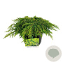 Juniperus comm. 'Lemon Carpet' 30-40 cm 6,5L