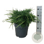 Juniperus pf. 'Pfitzeriana Aurea' 30-40 cm 6,5L