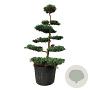 Juniperus virg. 'Grey Owl' 150-175 cm cont. 130L bonsai