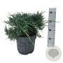 Juniperus virg. 'Grey Owl' 30-40 cm 6,5L