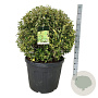 Ligustrum oval. 'Aureum' 80-90 cm cont. 90L bol extra