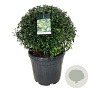 Ligustrum vulg. 'Atrovirens' 60-70 cm 45L bol extra