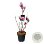 Magnolia soul. 'Satisfaction' 80-100 cm 15L