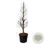 Metasequoia gl. Amber Glow 200-225 cm cont. 55L extra