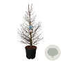 Metasequoia gl. 'Daw.Tawny Fleece' 150-175 cm cont. 55L extra