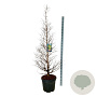 Metasequoia gl. 'Daw.Tawny Fleece' 170-200 cm cont. 55L extra