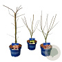 Mixlaag Acer palmatum veredeld 50-60 cm 5,0L