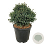 Picea gl. 'Echiniformis' 30-40 cm 15L