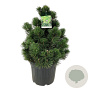 Pinus heldreichii 'Compact Gem' 50-60 cm 30L extra