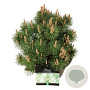 Pinus mugo 'Green Column' 40-50 cm 30L extra