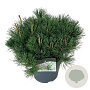 Pinus mugo mugo 40-50 cm 6L