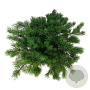 Pinus mugo mugo 50-60 cm 7,5L