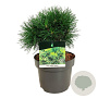 Pinus mugo 'Varella' 20-25 cm