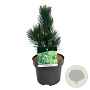 Pinus heldreichii 'Malinki' 25-30 cm