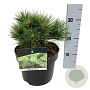 Pinus nigra 'Nana' 20-25 cm
