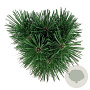 Pinus nigra 'Pyramidalis' 40-50 cm P21