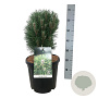 Pinus nigra 'Richard' 30-40 cm 15L