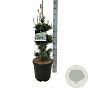 Pinus parv. 'Negishi' 60-80 cm 15L