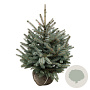 Picea pungens Super Blue Seedling 60-80 cm met kluit extra