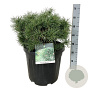 Pinus sylv. Blue Pearl 50-60 cm 30L extra