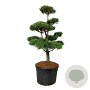 Pinus sylvestris 150-175 cm cont. 180L bonsai