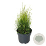 Platycladus or. 'Franky Boy' 30-40 cm 6,5L