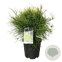 Platycladus or. 'Franky Boy' 50-60 cm 15L