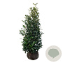 Prunus l. 'Herbergii' 150-175 cm met kluit extra