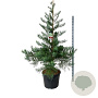 Sequoiadendron g. 'H. Mammoth One' 175-200 cm cont. 90L extra