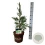 Sequoiadendron g. 'H. Mamm. Three' 50-60 cm 7,5L