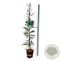 Sequoia s. 'Xeno' 175-200 cm 15L
