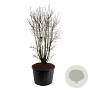 Syringa v. 'Charles Joly' 175-200 cm cont. 230L solitair