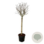 Syringa v. 'Katherine Havemeyer' 120 cm stam cont. 55L extra