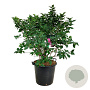 Syringa v. 'Michel Buchner' 100-125 cm cont. 55L extra