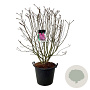 Syringa v. 'Michel Buchner' 125-150 cm cont. 55L extra