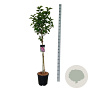Syringa v. 'Michel Buchner' 90 cm stam 15L