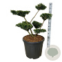 Taxus media 'Farmen' 60-80 cm cont. 55L multi bol