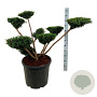 Taxus media 'Farmen' 80-100 cm cont. 55L bonsai