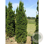 Taxus media 'Viridis' 180-200 cm met kluit extra