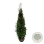 Thuja occidentalis 'King of Brabant' 180-200 cm met kluit extra