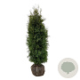 Thuja occ. 'Pyramidalis Compacta' 140-160 cm met kluit extra