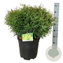 Thuja occ. 'Tiny Tim' 50-60 cm 15L