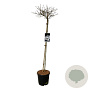 Viburnum plic. 'Watanabe' 120 cm stam 15L