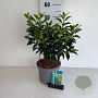 Prunus l. 'Angustifolia' 30-40 cm 3,5L
