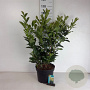 Prunus l. Etna 60-80 cm 10L