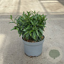 Prunus l. Filigrow Sofia 20-30 cm 3,5L